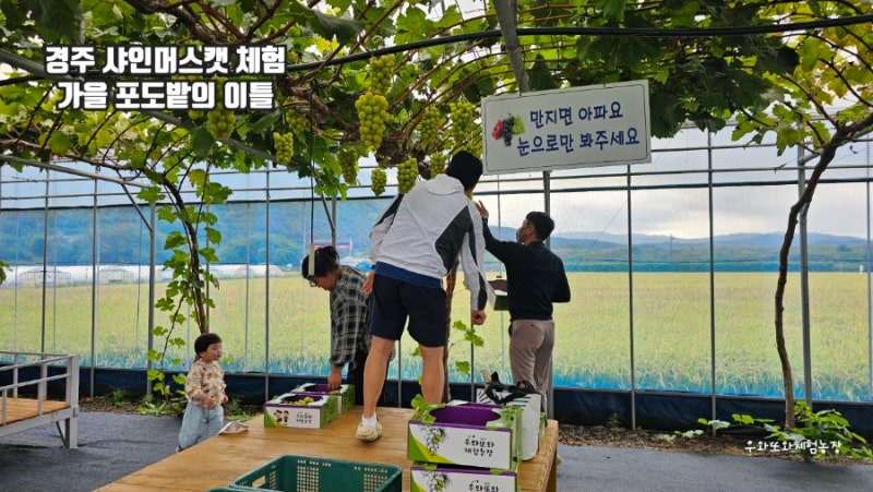 경주 샤인머스캣 체험,이틀 연속 이어진 가을 단체체험