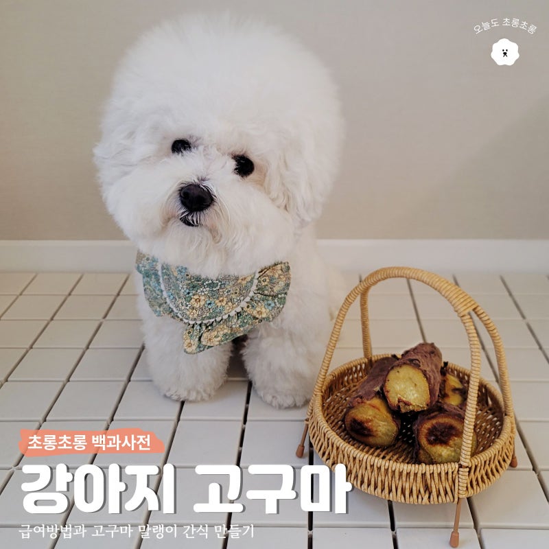 강아지 고구마 급여, 촉촉한 군고구마 말랭이 간식 만들기