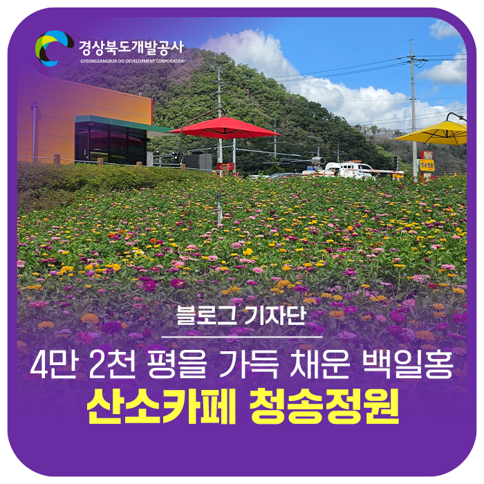 경북 핫플 산소카페 청송정원 백일홍꽃 피기 시작