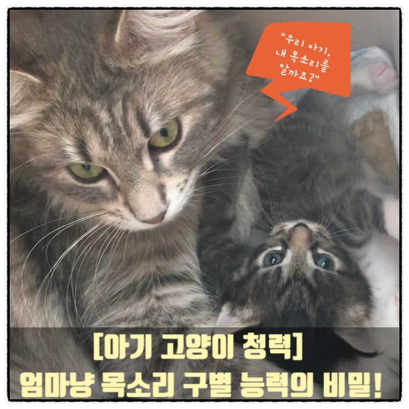 아기 고양이 청력과 엄마 목소리 구별! 쥐 발소리도 듣는 고양이 청각 능력은 생후4주완성형