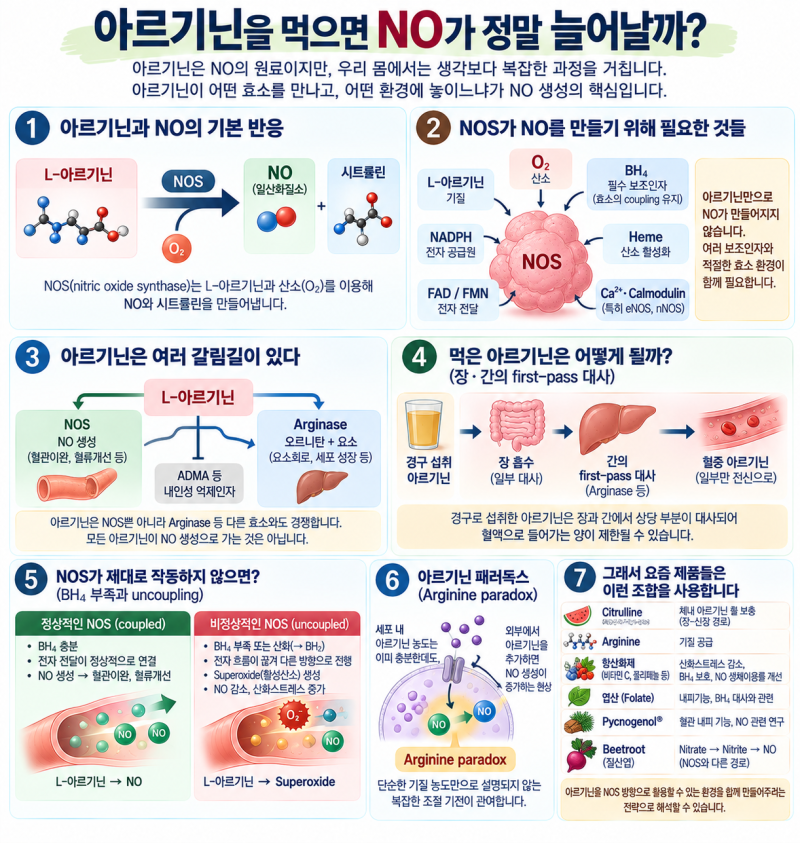 아르기닌을 먹으면 NO가 정말 늘어날까ㅣNOS·Arginase·BH₄가 결정하는 NO의 운명①