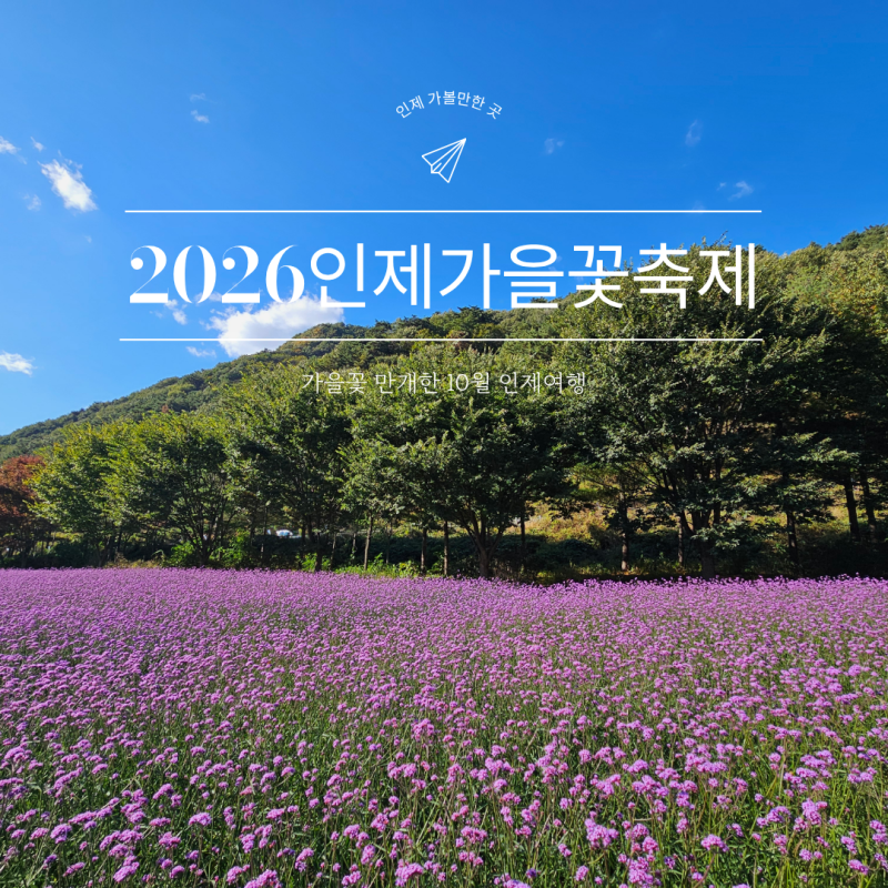 2026 인제 가을꽃축제, 가을꽃 만개한 10월 인제 가볼만한곳