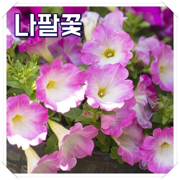 나팔꽃꿈 해몽 나팔꽃피어있는꿈 연애운 풀이 재밌어
