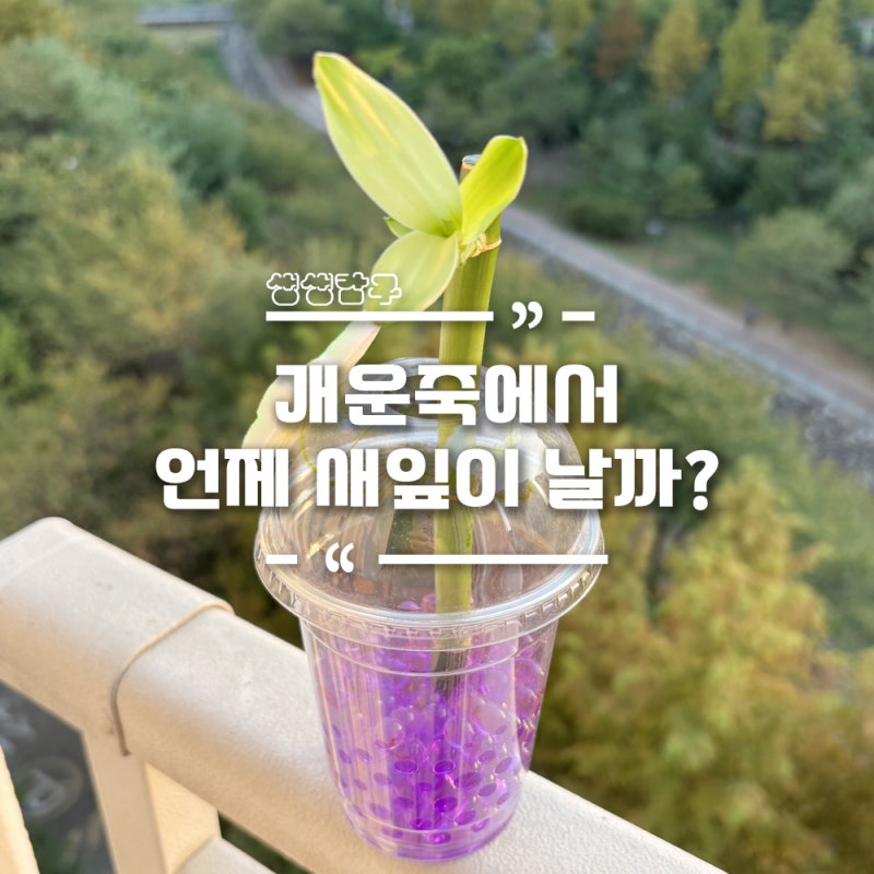 개운죽 키우기. 3개월 뒤 변화는? / 식물 관찰