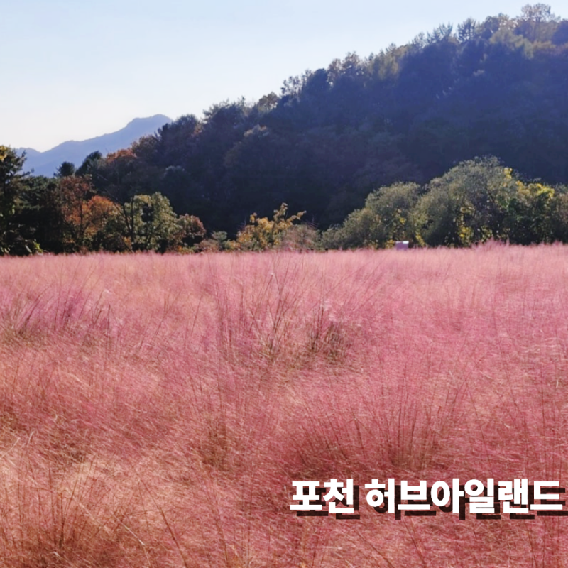 핑크뮬리 명소 포천 허브아일랜드 입장료 할인