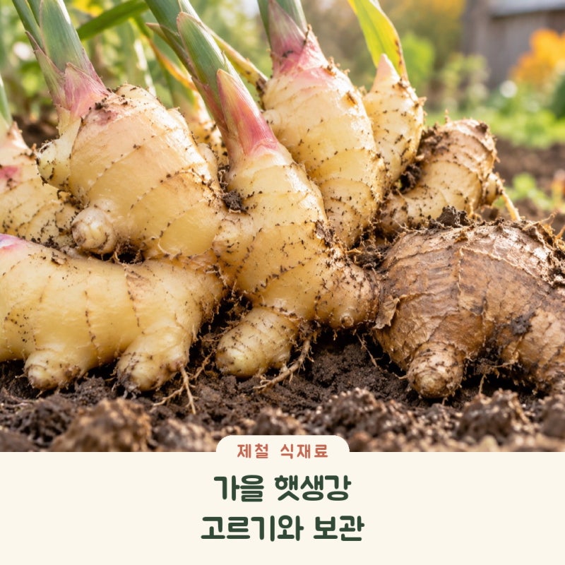 가을 햇생강 고르는 법, 냉장·냉동 보관까지 한 번에
