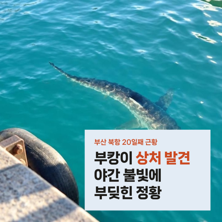 부산 북항 <b>부캉이 주둥이</b> 상처 발견, 야간 랜턴 불빛에 부딪혀 다친 ....