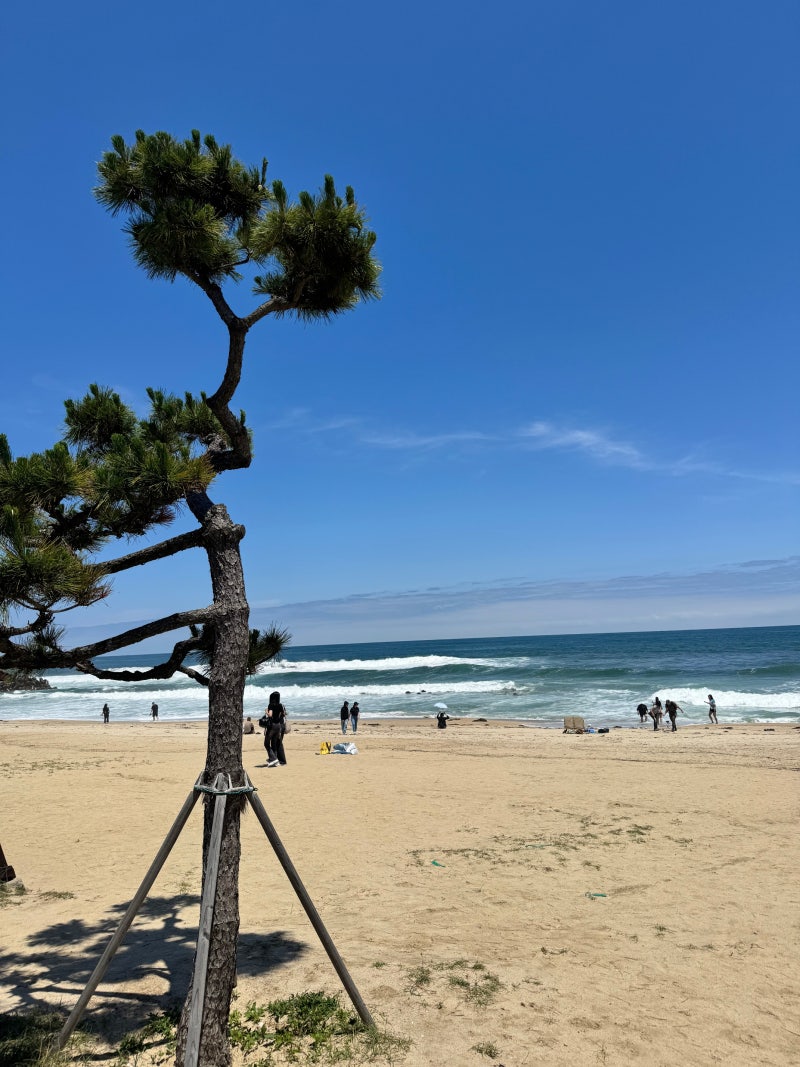 강릉 주문진 1박2일 여행 코스 오션뷰 숙소 할인 팁