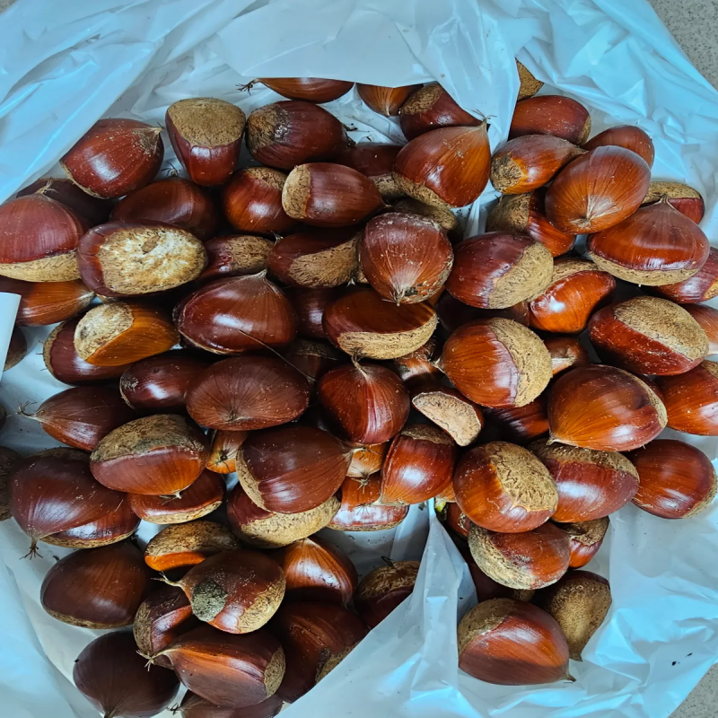 밤 삶는 방법·시간부터 찌는법, 효능, 오래 두고 먹는 보관법까지 (햇밤 맛있게 먹는 법)