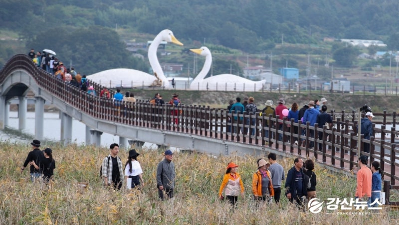 강진만 춤추는 갈대축제 24일 개막…가을 갈대밭서 생태·가족 체험