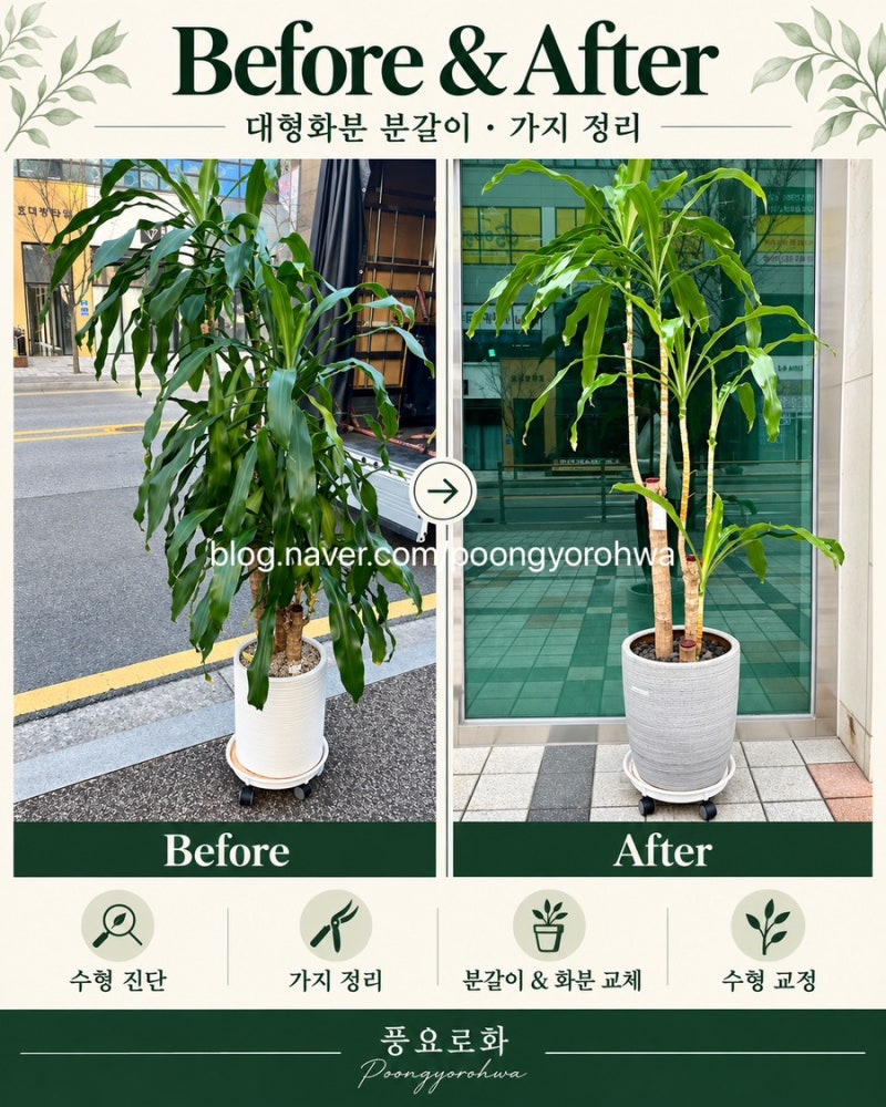[풍요로화] 전주 대형화분 분갈이 / 출장분갈이 / 공간인테리어