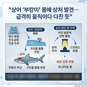 [사회] 부산 북항 수로 체류 상어 '부캉이' 주둥이 부근 상처 발견…방문객 자극 우려