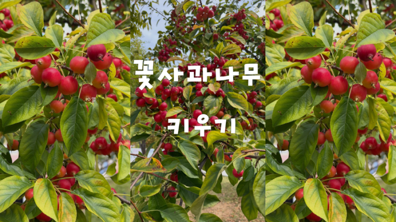 꽃사과나무란? 꽃과 열매 특징·개화시기·키우기 방법 총정리