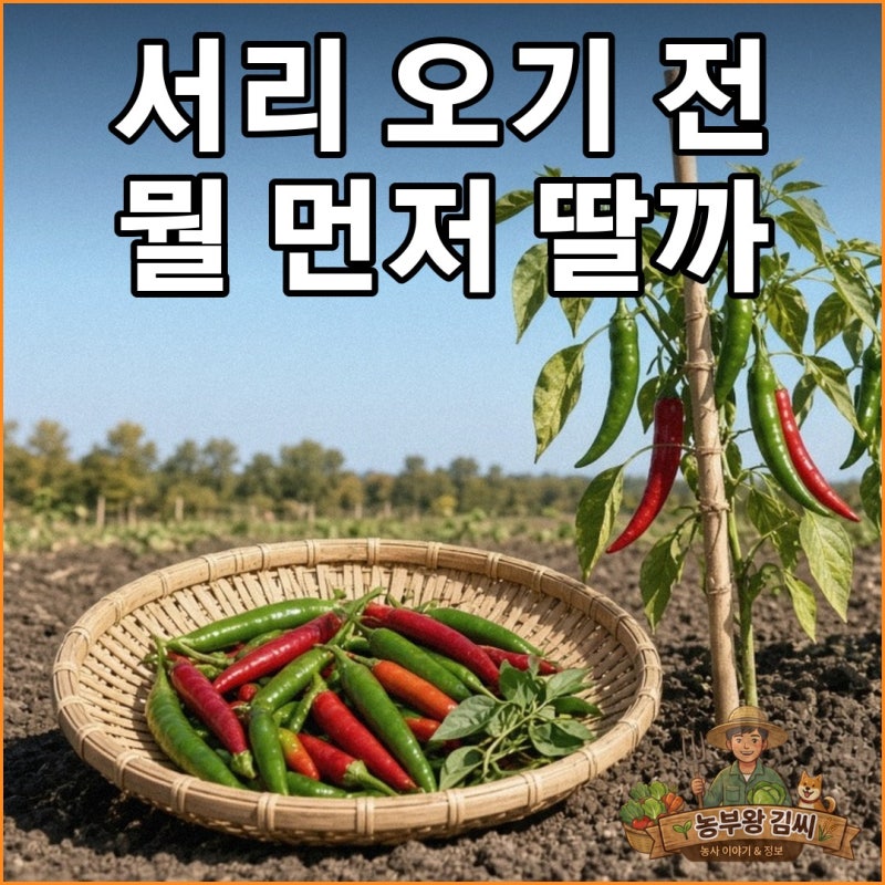 첫서리 전 끝물 고추 수확, 고춧잎 말리기와 보관