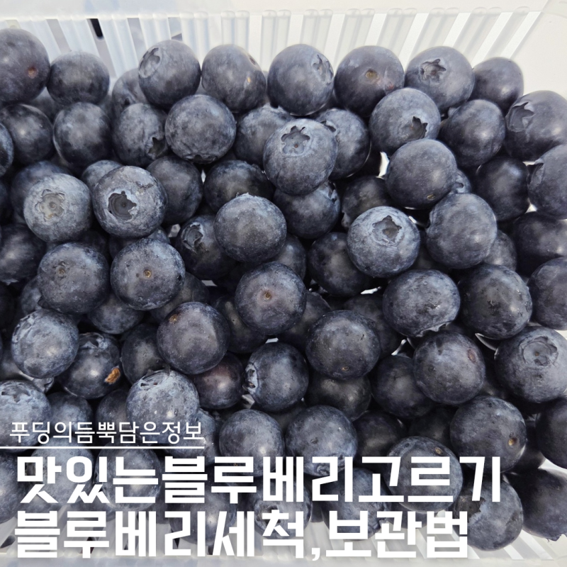 “이렇게 고르면 실패 없어요” 블루베리 고르기, 세척 보관법