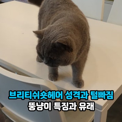 브리티쉬숏헤어 고양이 성격과 털빠짐, 뚱냥이 특징과 브리티시숏헤어 유래는 길고양이 출....