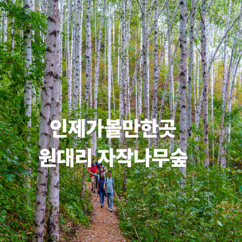 인제가볼만한곳 원대리자작나무숲 코스 운영시간 주차 후기