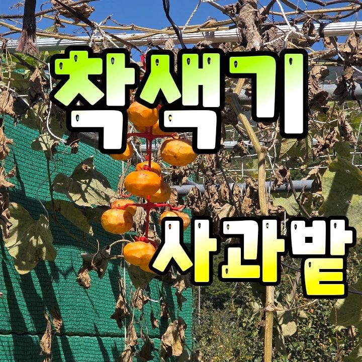 284편) 2026년 얼음골사과밭 어쩌다농부 사과농사초보 반사필름 깔기직전 착색관련 인산가리....