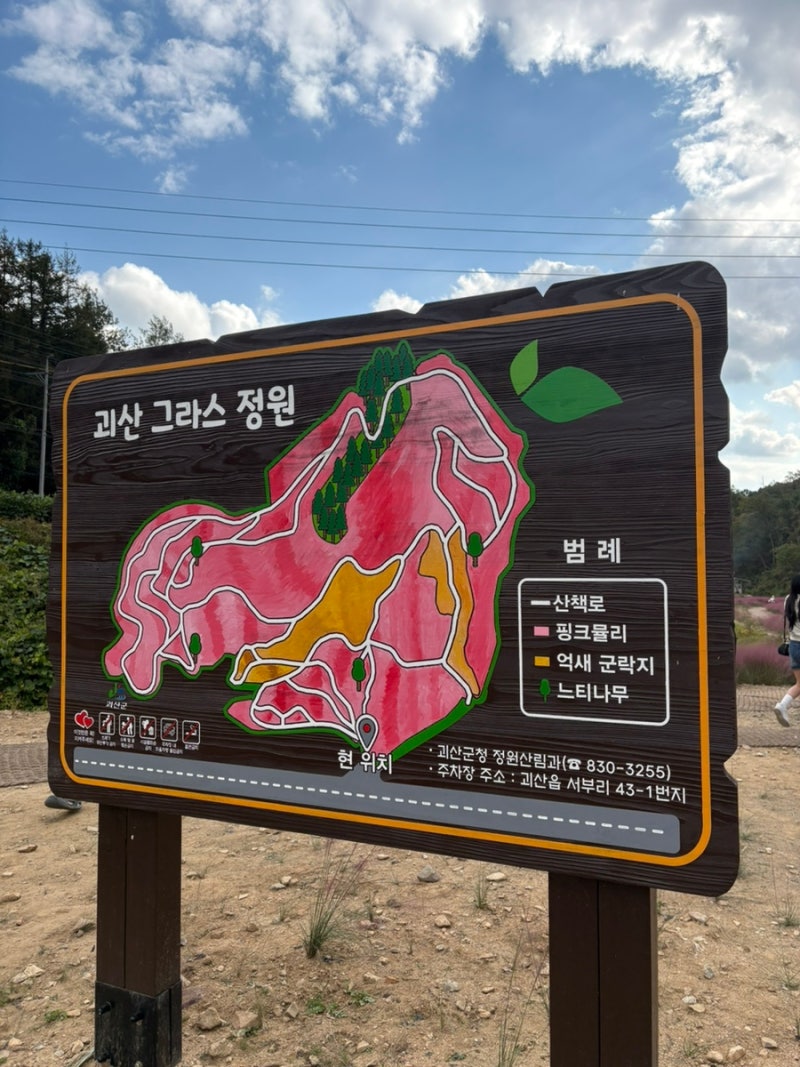 괴산 핑크뮬리 핑크힐 글라스정원 핑크뮬리 명소