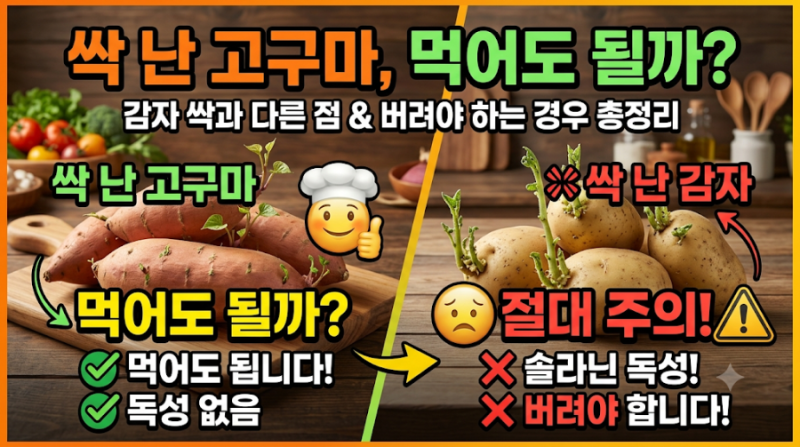 싹 난 고구마 먹어도 될까? 감자 싹과 다른 점, 버려야 하는 경우 총정리