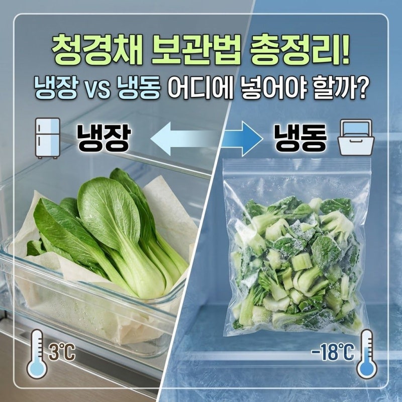 청경채 보관법 총정리, 냉장 vs 냉동 어디에 넣어야 할까
