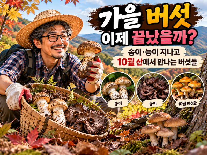 가을 버섯 이제 끝났을까? 송이·능이 지나고 10월 산에서 만나는 버섯들