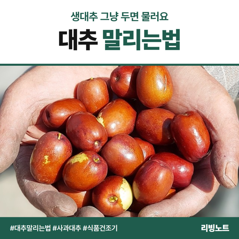 대추 말리는법, 사과대추 그냥 두면 물러져요! 씻기부터 보관까지 (식품건조기·햇볕 비교)