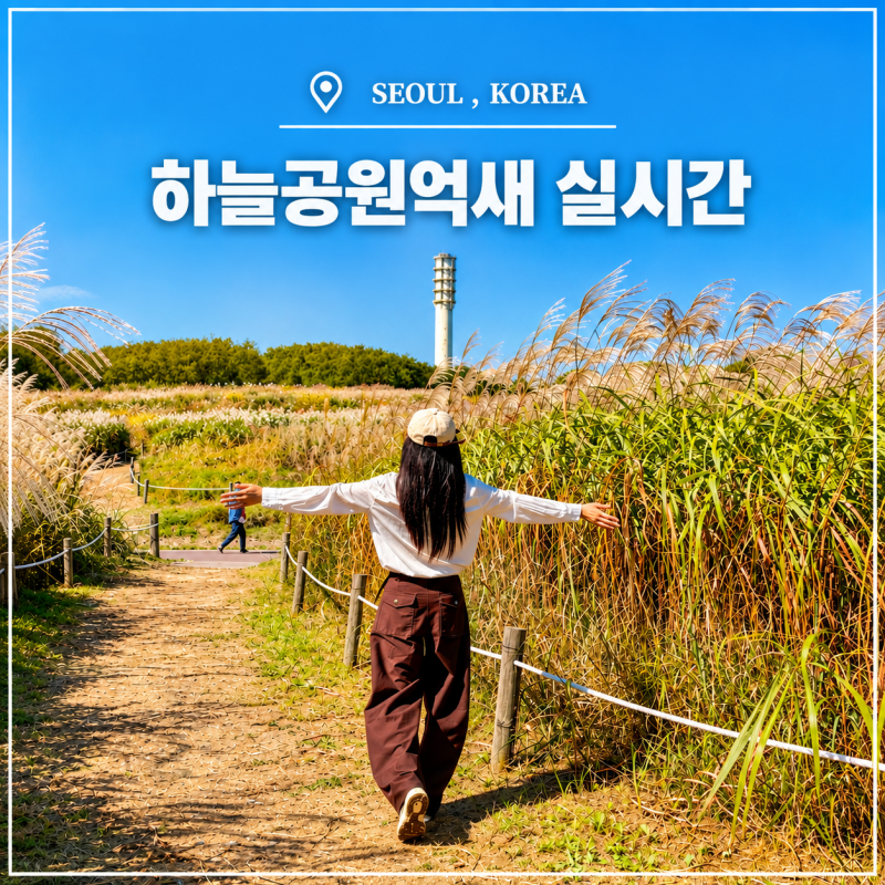 서울 상암 하늘공원 억새축제 2026 실시간 주차창 맹꽁이열차 팁