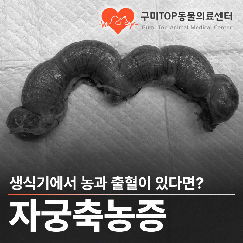 중성화 꼭 해야할까? - 자궁축농증편