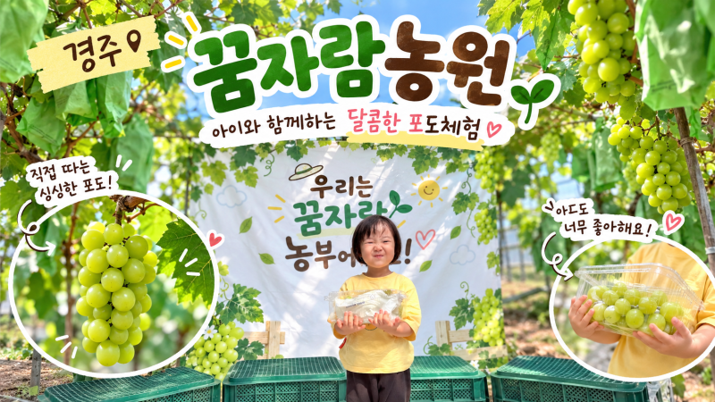경주 꿈자람농원 샤인머스켓 수확체험