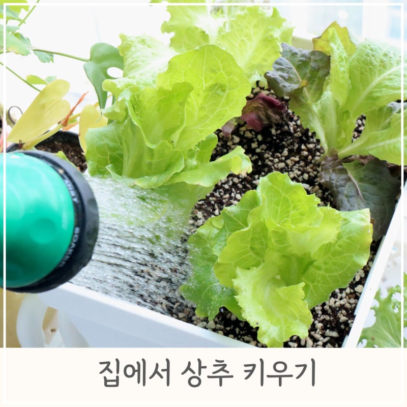 우리 집 베란다 텃밭, 상추 직접 키워 수확해 먹어요