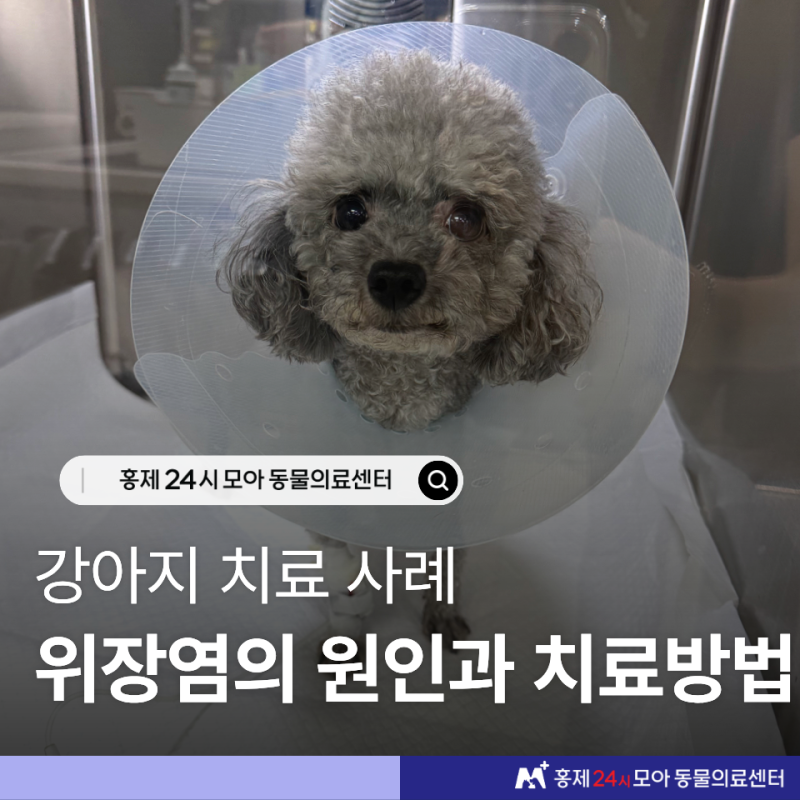 강아지위장염 증상 혈변과 구토, 출혈성 위장염 치료 케이스