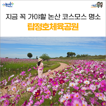 가을 인생샷 성지 지금 꼭 가야할 논산 코스모스 명소 탑정시민체육공원