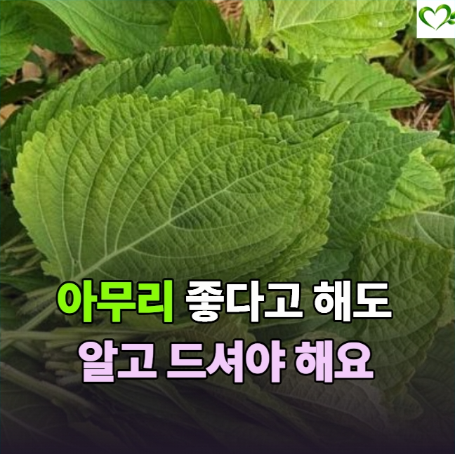 "깻잎 좋다고 많이 먹었는데" 먹기 전 알아둘 효능 보관법 주의 사항