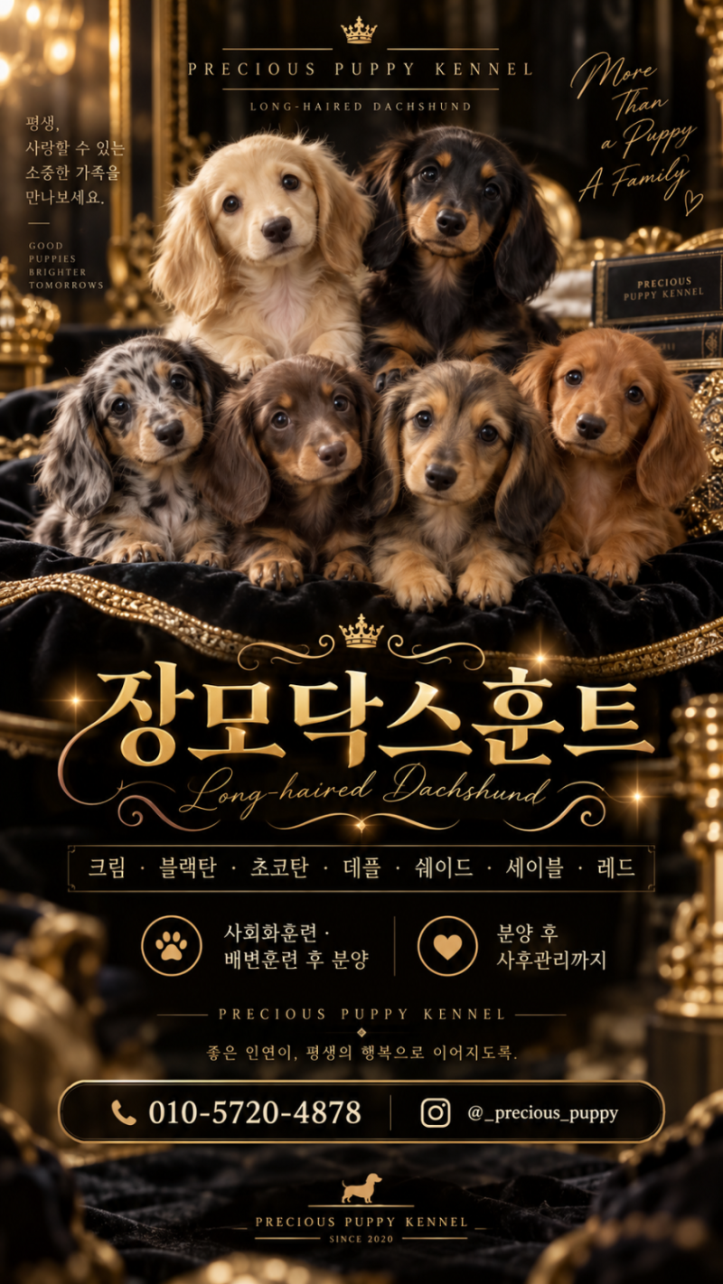 초코탄 장모닥스훈트분양 깊고 고급스러운 모색의 매력 비비드켄넬