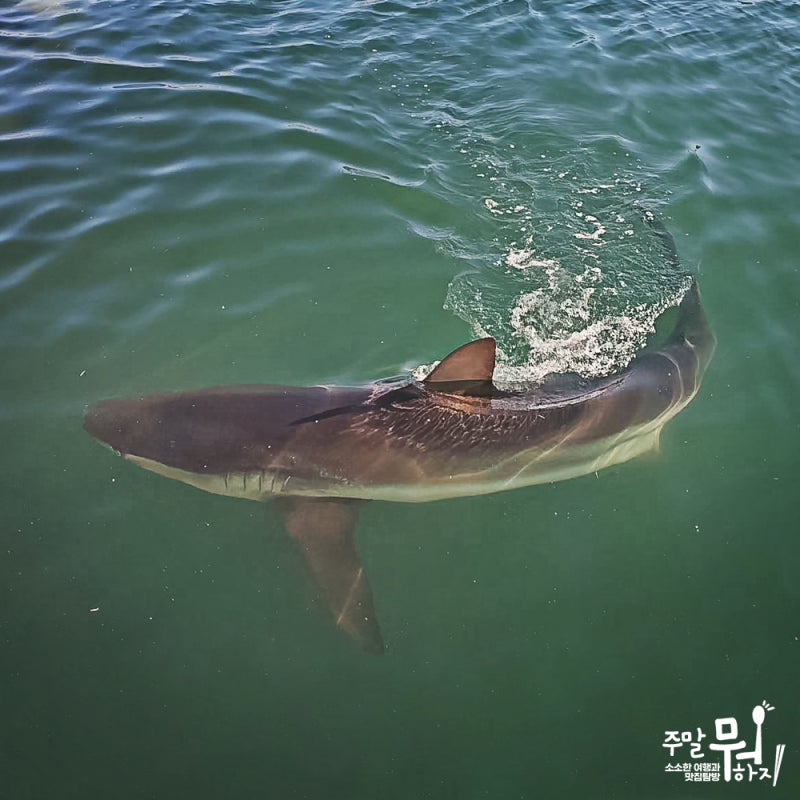 지금 부산 가볼만한곳 추천 단연 1순위 부산항 북항친수공원 상어, 부산 부캉이 무태상어가 ....