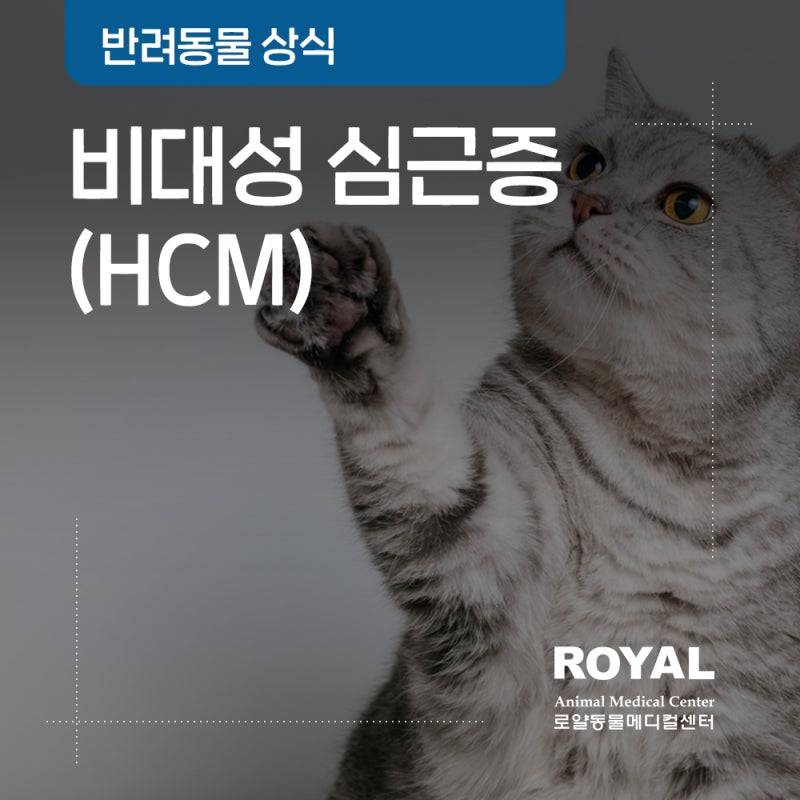 비대성 심근증(HCM)이란? 초기 무증상부터 호흡곤란 신호까지