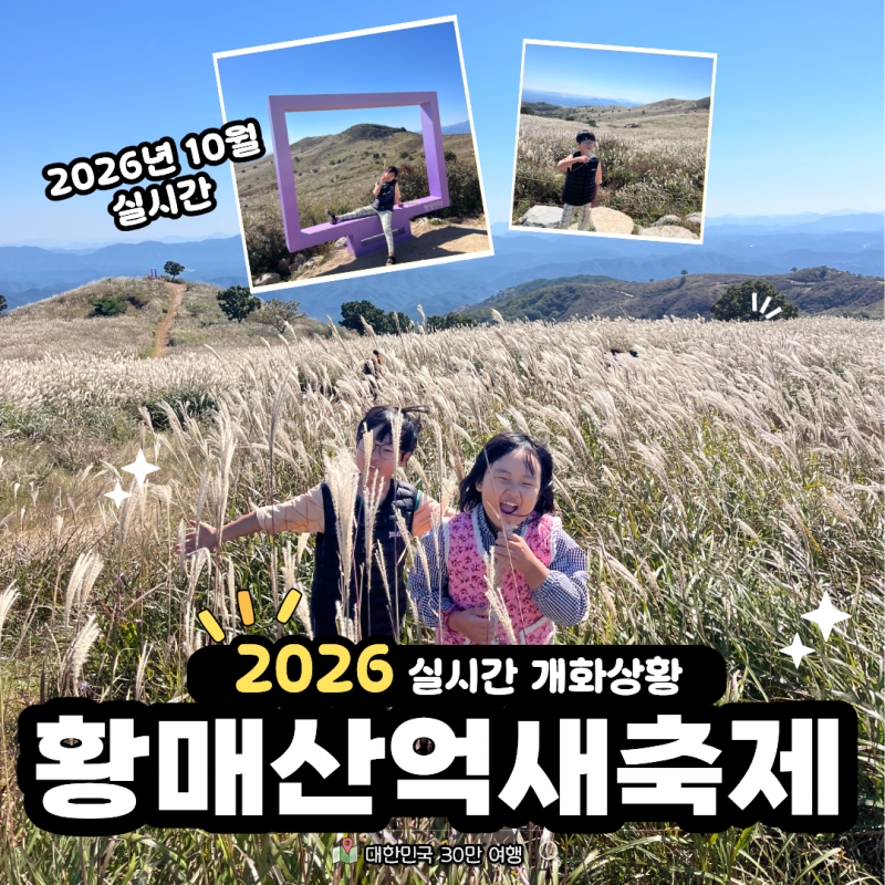 황매산 억새축제 기간 10일 전 10월 6일 실시간 개화현황