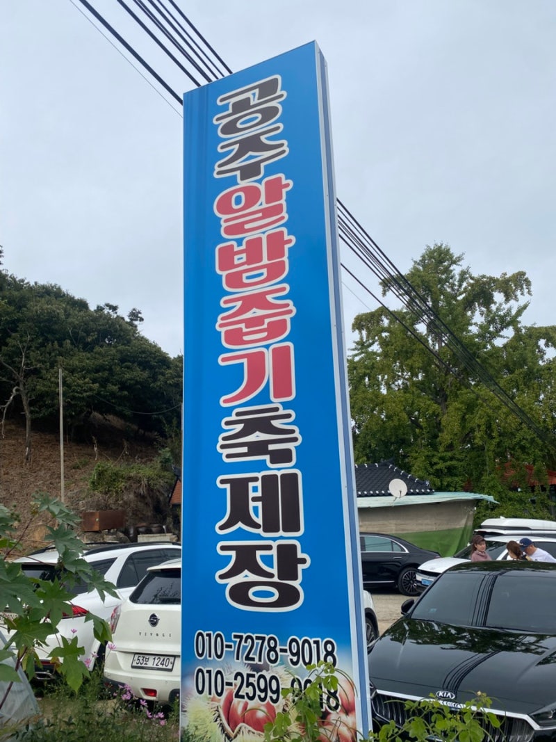 공주 알밤농원 직접 알밤줍기 체험했습니다