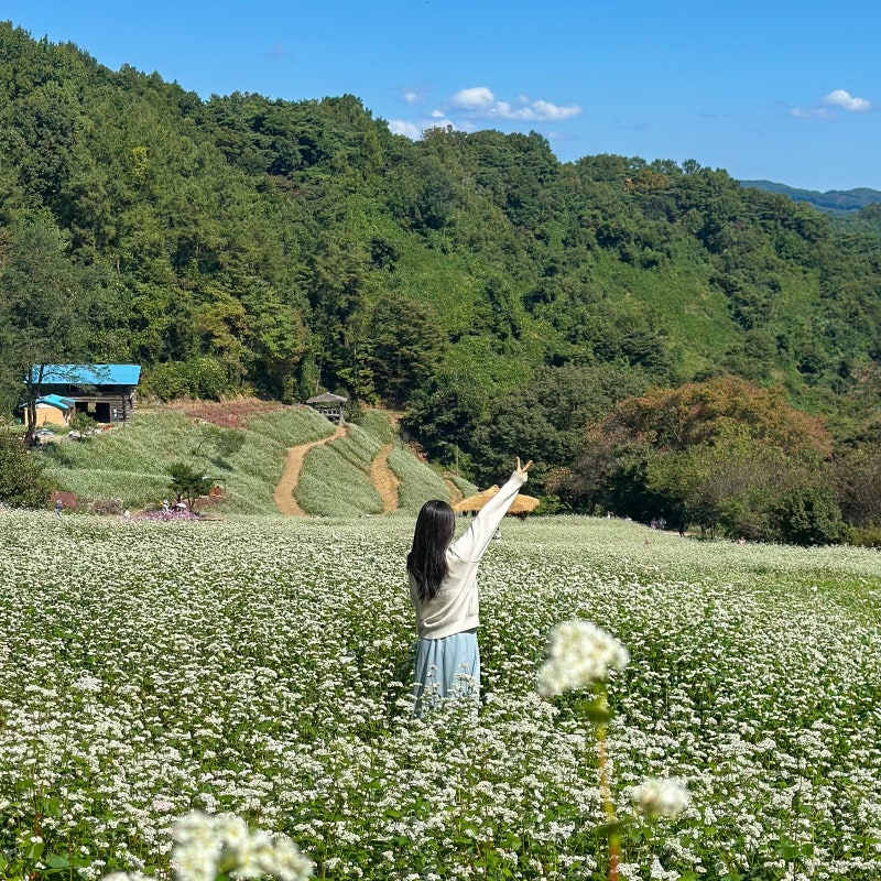 청주 추정리 메밀밭 축제 꽃명소 추정골 실시간 나들이 갈만한곳