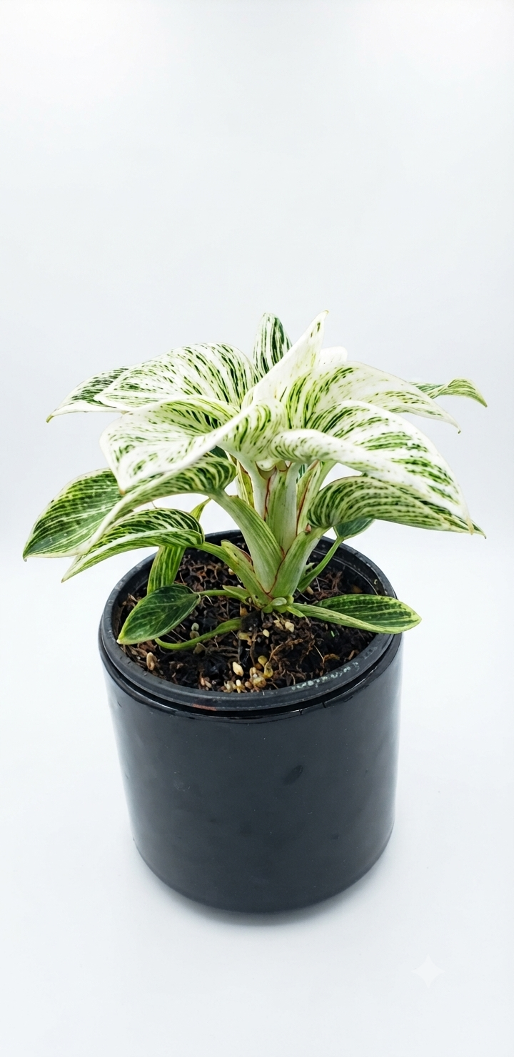 필로덴드론 '버킨'(Philodendron 'Birkin'). 잎이 하얀데 어떻게 광합성을 할까?