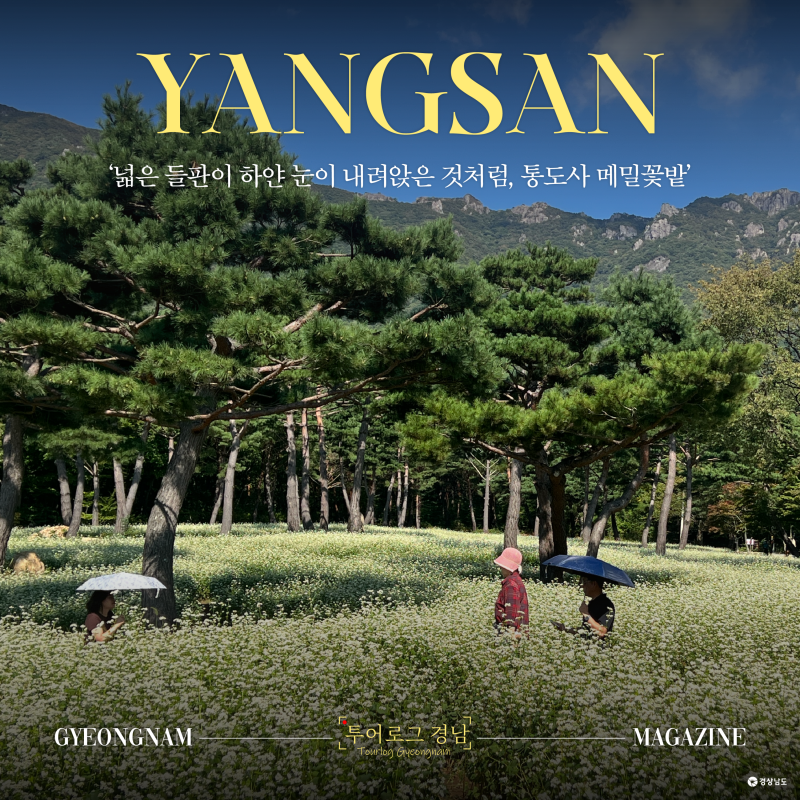 [경남/양산]양산 통도사 메밀밭 만개 | 부모님 연인과 가기 좋은 가을 명소