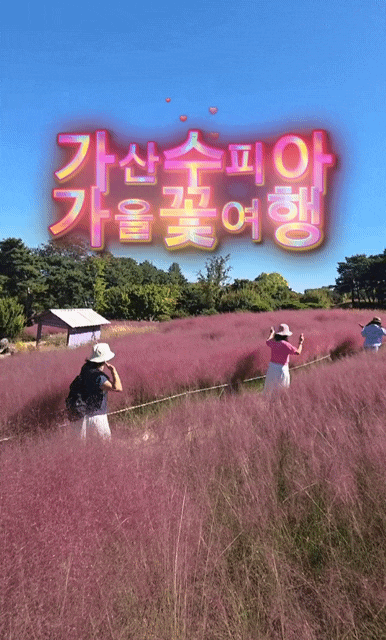대구 칠곡 가산수피아 10월 핑크뮬리 가을감성 가득한 힐링자연숲속 무료입장료 무료주차
