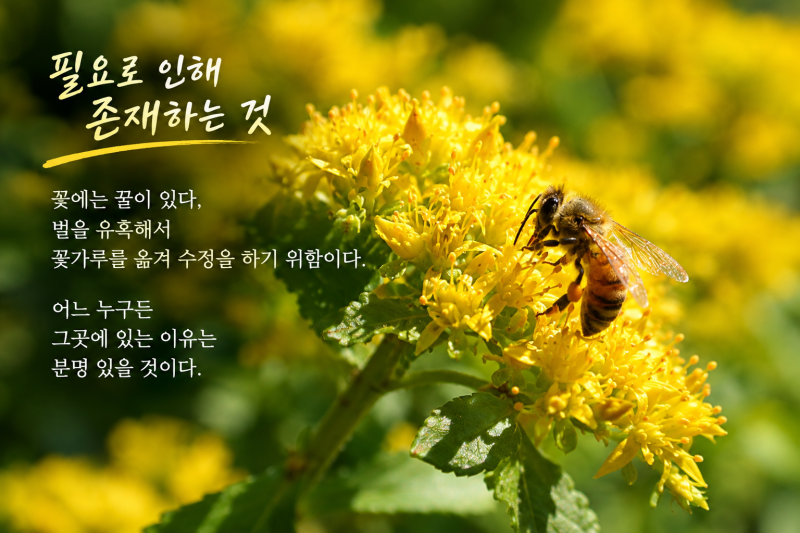 디카시를 만드는 두 가지 방법과 좋은 디카시를 만드는 7가지 요령
