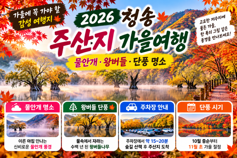 2026 청송 주산지 가을여행｜물안개 시간·왕버들 단풍·주차장·사진 명소 총정리