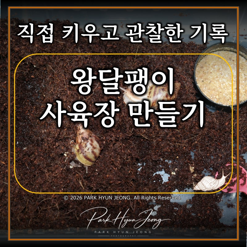 왕달팽이 사육장 만들기 : 크기부터 뚜껑·환기까지 완벽 정리
