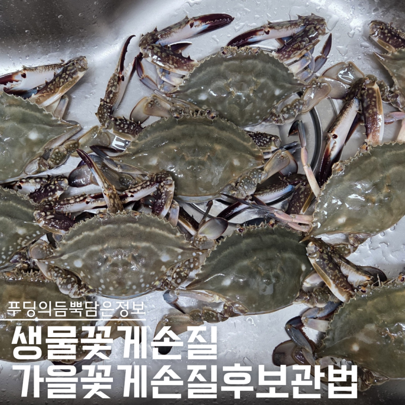 “이것만 알면 쉬워요” 가을꽃게 생물꽃게손질, 꽃게손질법 보관방법