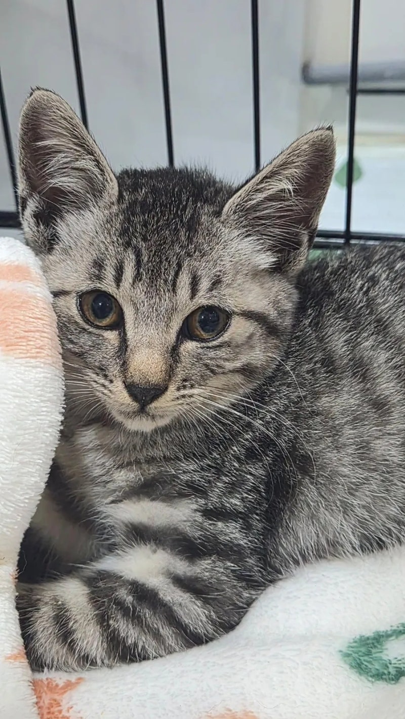 아기 고양이 입양 첫날 침대 밑에 숨은 고등어태비 콩돌이 적응기