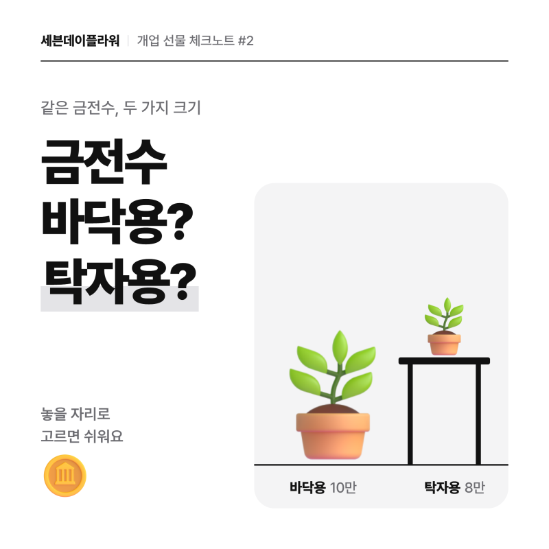 금전수 화분, 바닥용 10만·탁자용 8만 무엇이 다를까