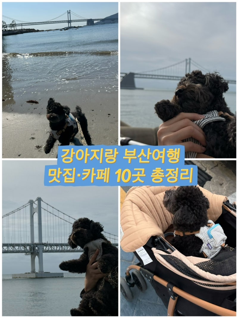 부산 애견동반 여행｜강아지랑 광안리 해운대 남포동 맛집 카페 총정리